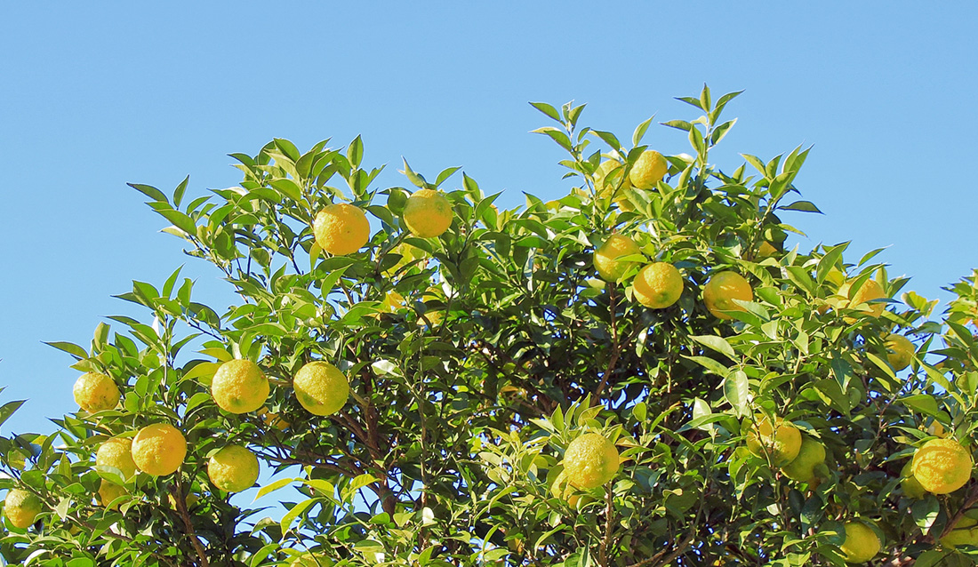 ゆずイメージ